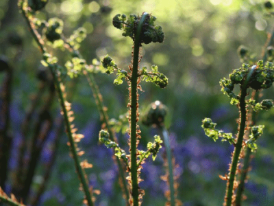 Children's Garden - 1