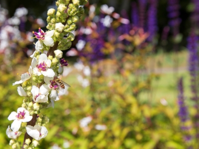 Northern Scotland Garden - 3