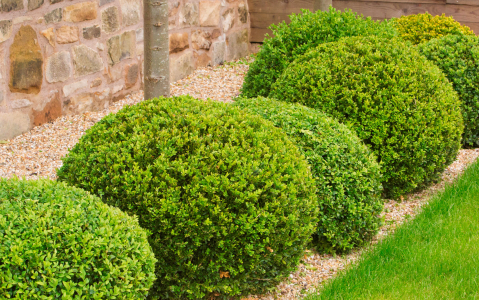 Edinburgh Garden, Blackford Hill - 3